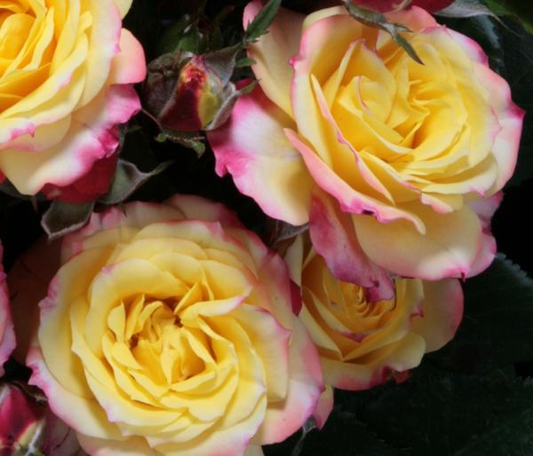 Zwergrose 'Tropical Clementine®'