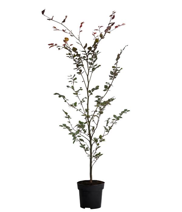 Blutbuche 'Purpurea'