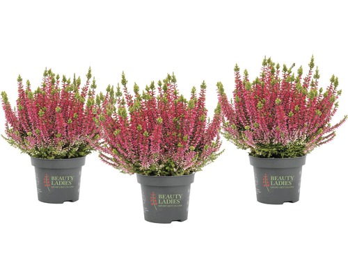 Bud Heather Mix FloraSelf Calluna vulgaris 'Beauty Ladies' Ø 11 cm pot, willekeurige variëteitselectie, effen kleur