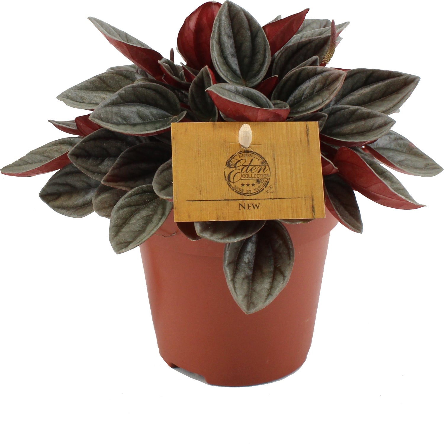 Peperomia (Peperomia 'Santorini') D 12 H 20 cm