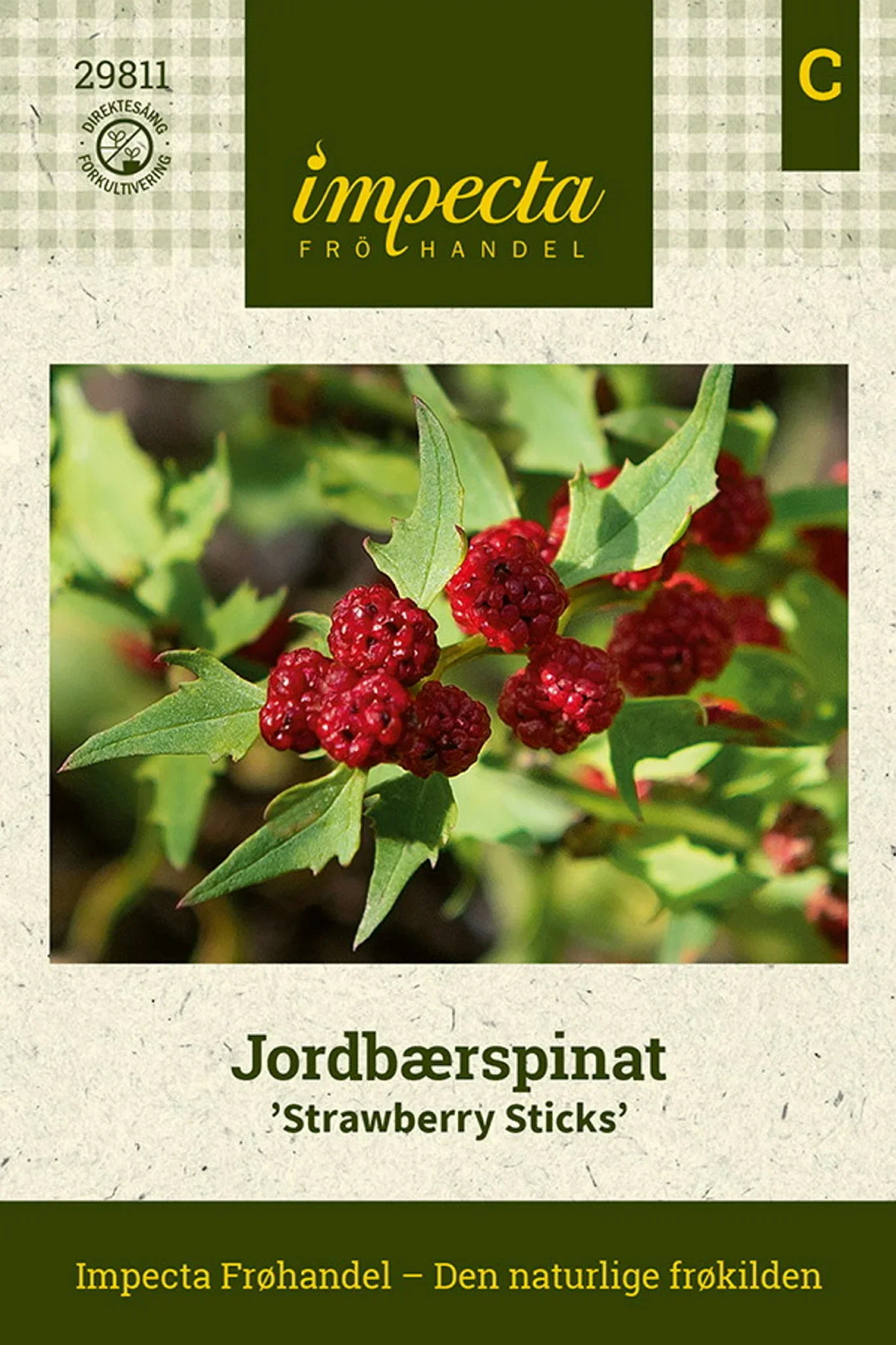Chenopodium foliosum 'Strawberry Sticks' Jordbærspinat 'Strawberry Sticks'