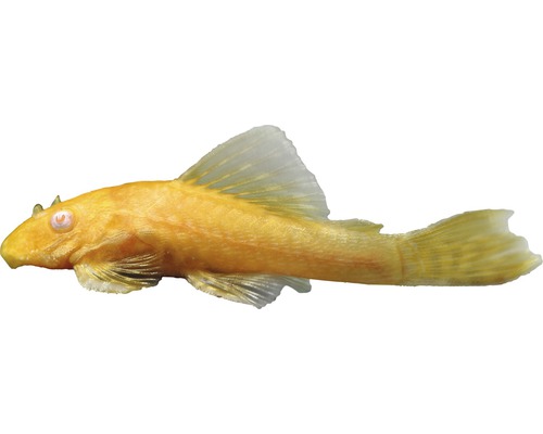 Vis Gouden antennemeerval - Ancistrus dolichopterus
