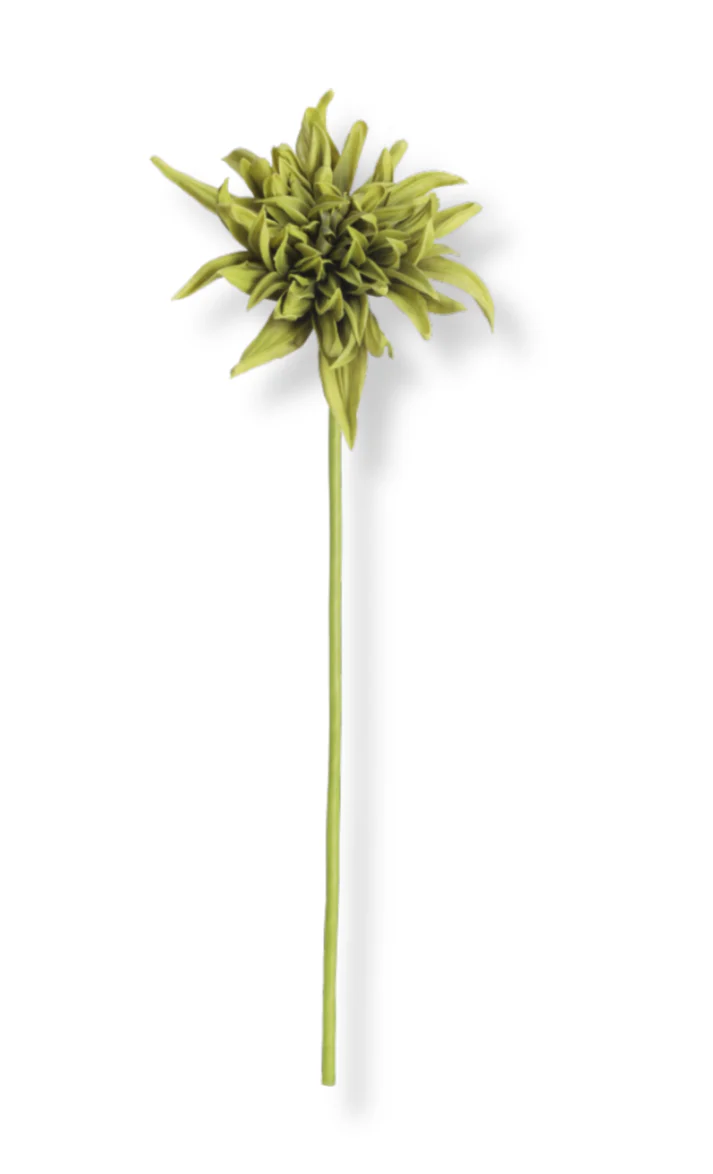 Botané  Kaktus Dahlia blomst - grøn