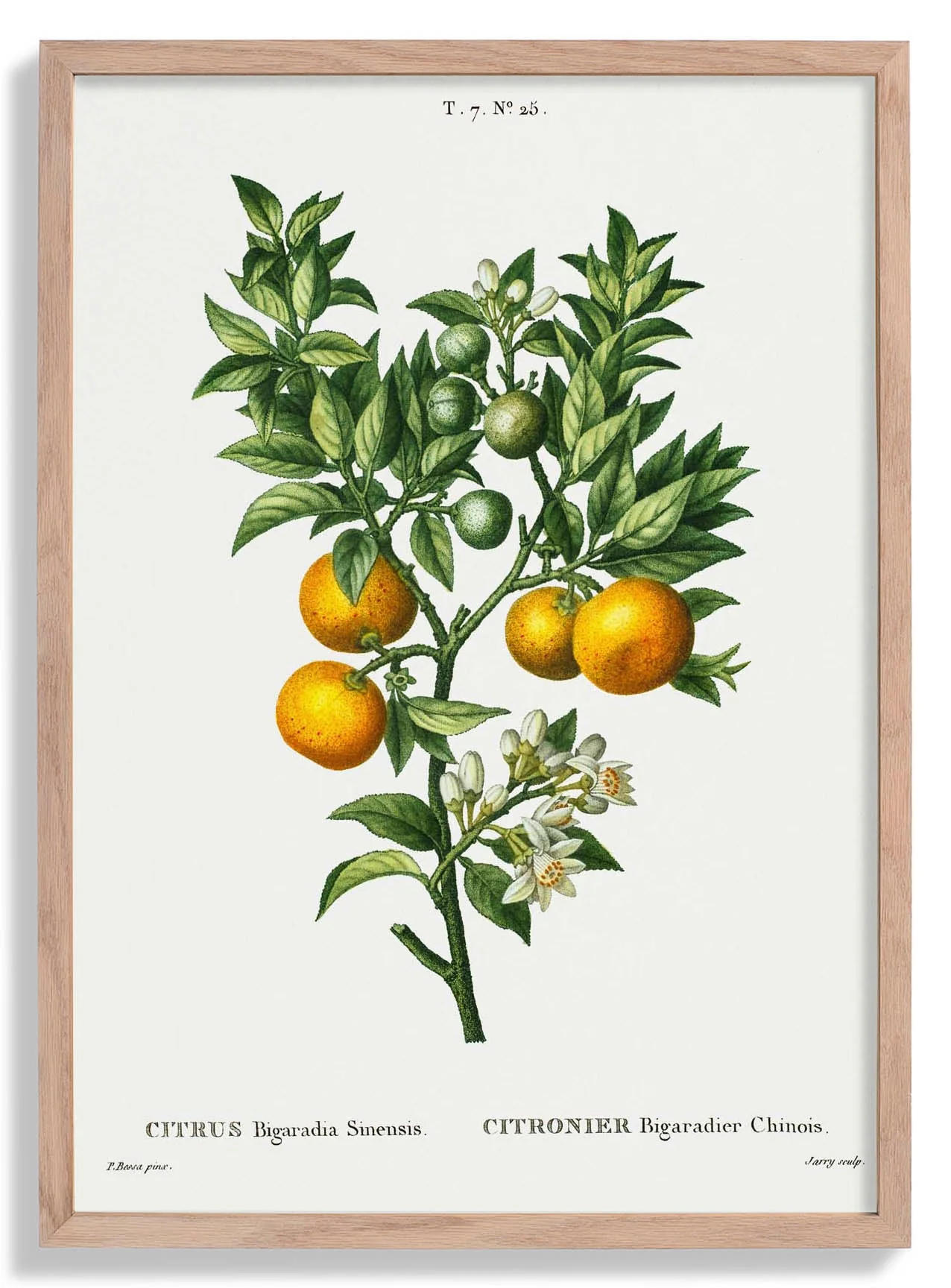 Bitterorange