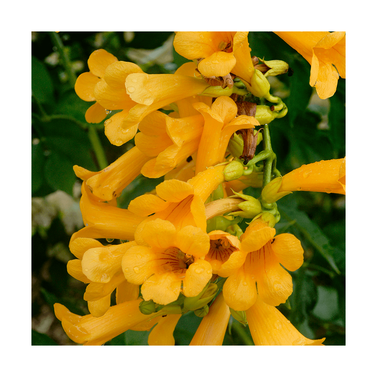 Bignone x tagliabuana golden trumpet® 'mincamja3'/campsis x tagliabuana golden trumpet® 'mincamja3'[-]pot de 3l - echelle bambou 6
