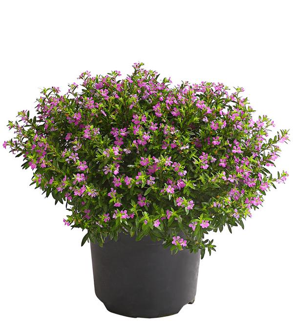 Köcherblümchen, Busch, verschiedene Farben