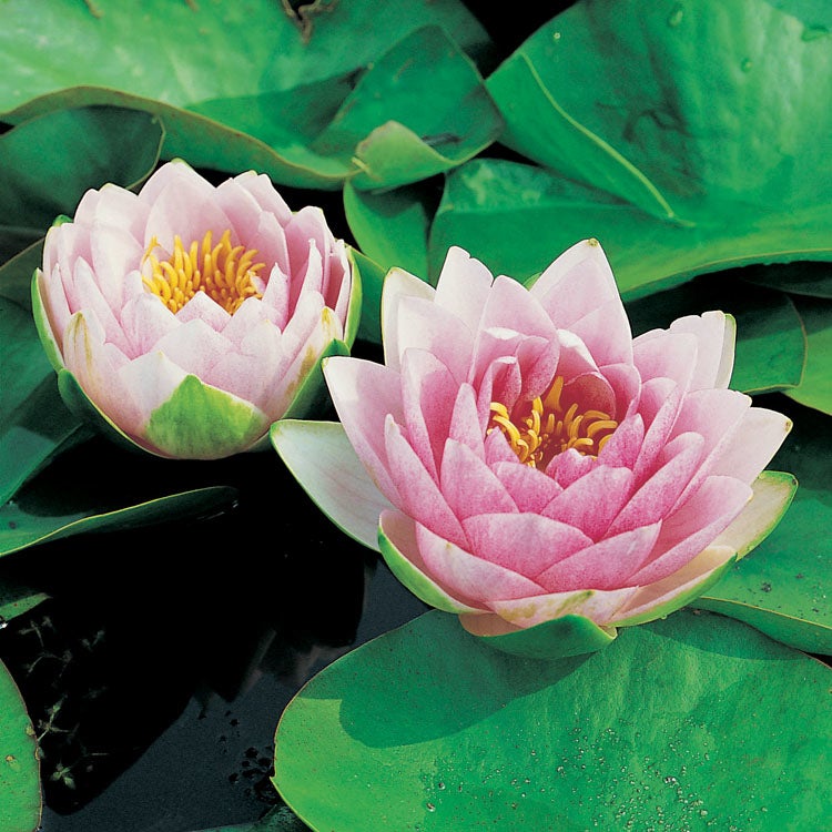 Waterlelie (Nymphaea 'Madame 'Wilfron Gonnère') D 11 H 30 cm