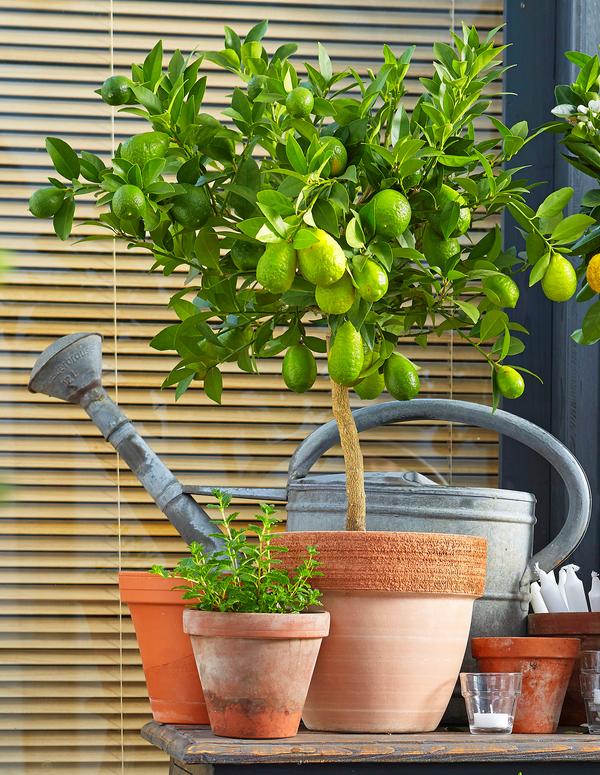 Persische Limette 'Lima Verde'