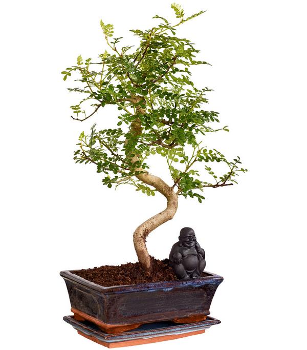 Bonsai mit Buddha, verschiedene Sorten
