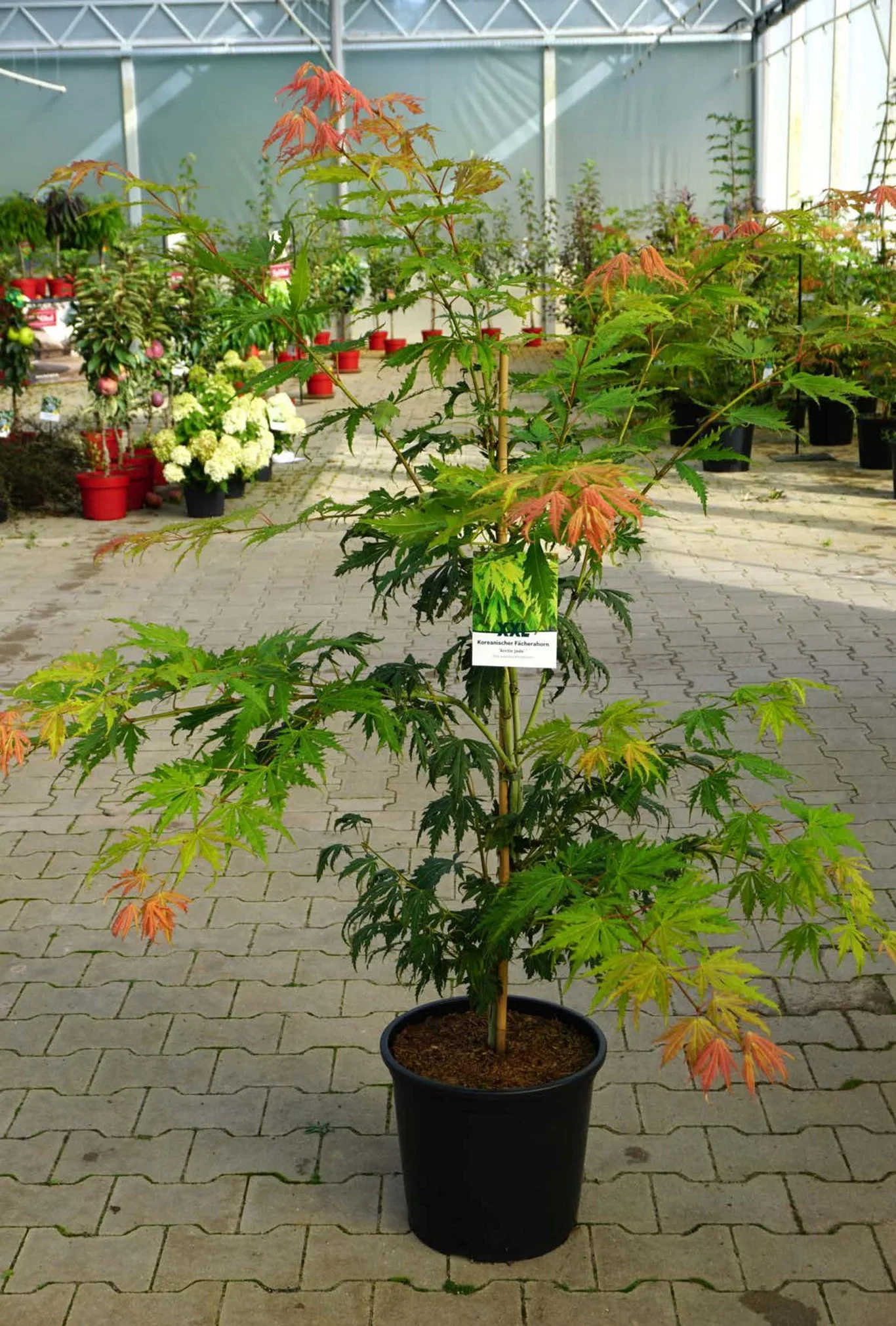 Acer pseudosieboldianum 'Arctic Jade' ® Korealønn 'Arctic Jade' ® XXL Høyde 100-125 cm