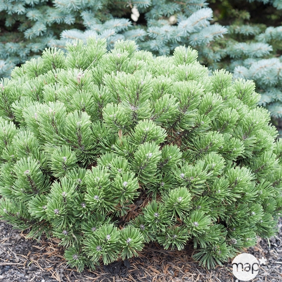 Pinus mugo ' Sherwood Compact ': Hauteur 20/25 cm conteneur 3,7 litres