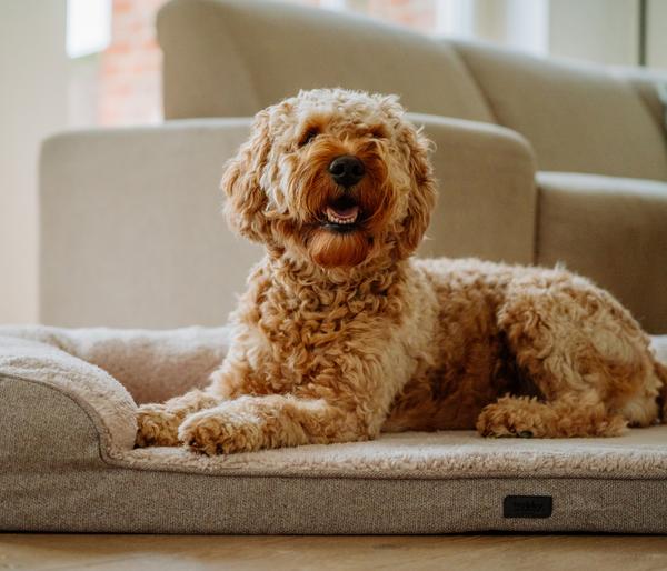 Nobby Orthopädisches Komfortsofa Calbu,