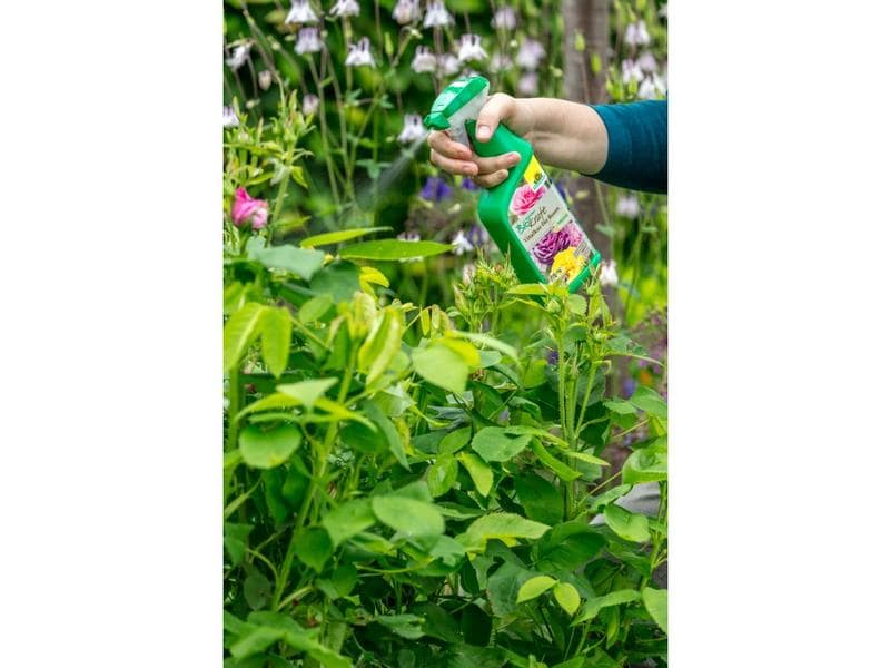 Neudorff BioKraft Vitalkur für Rosen AF, 500 ml Pflanzenhilfsmittel aus pflanzlichen Stoffen