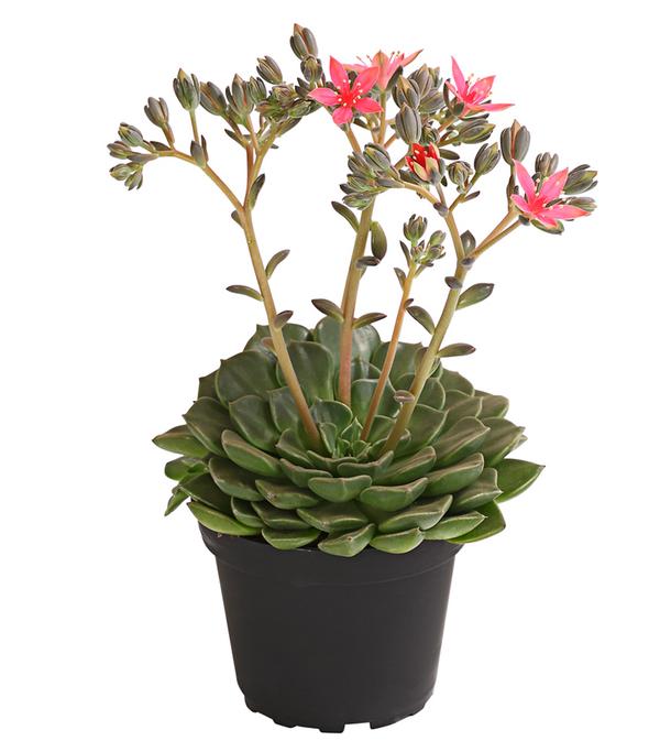Graptopetalum - Graptopetalum tacitus