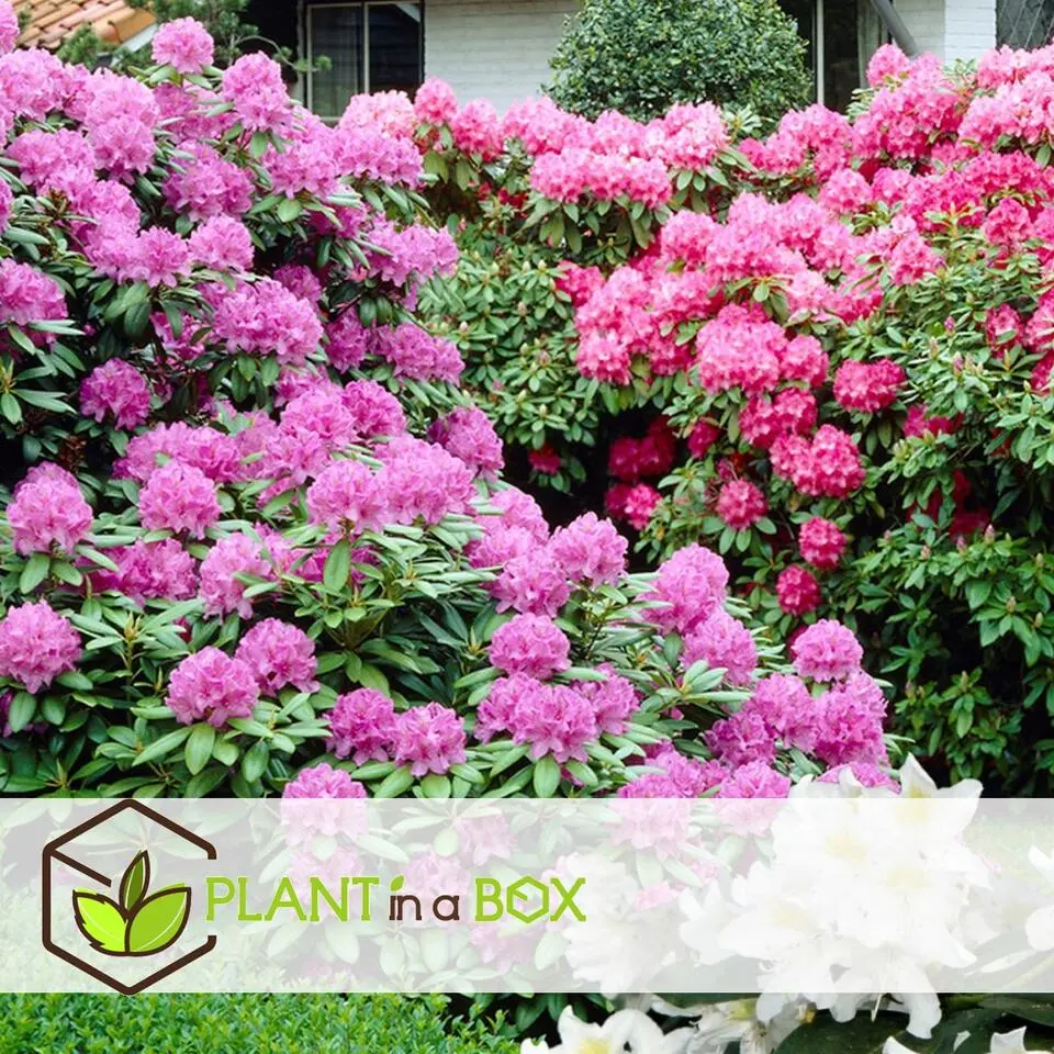 Rhododendrons - Set van 3 - Rhododendron catawbiense - Hoogte 25-40cm - ⌀9cm