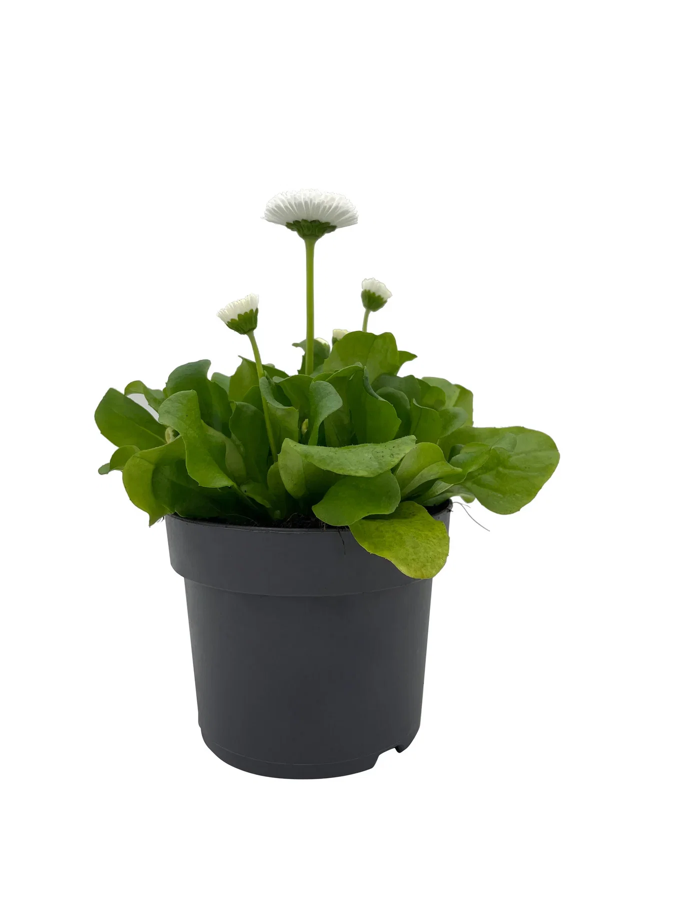 Bellis edible ECO 10,5 cm Tusenfryd Ø10,5 cm