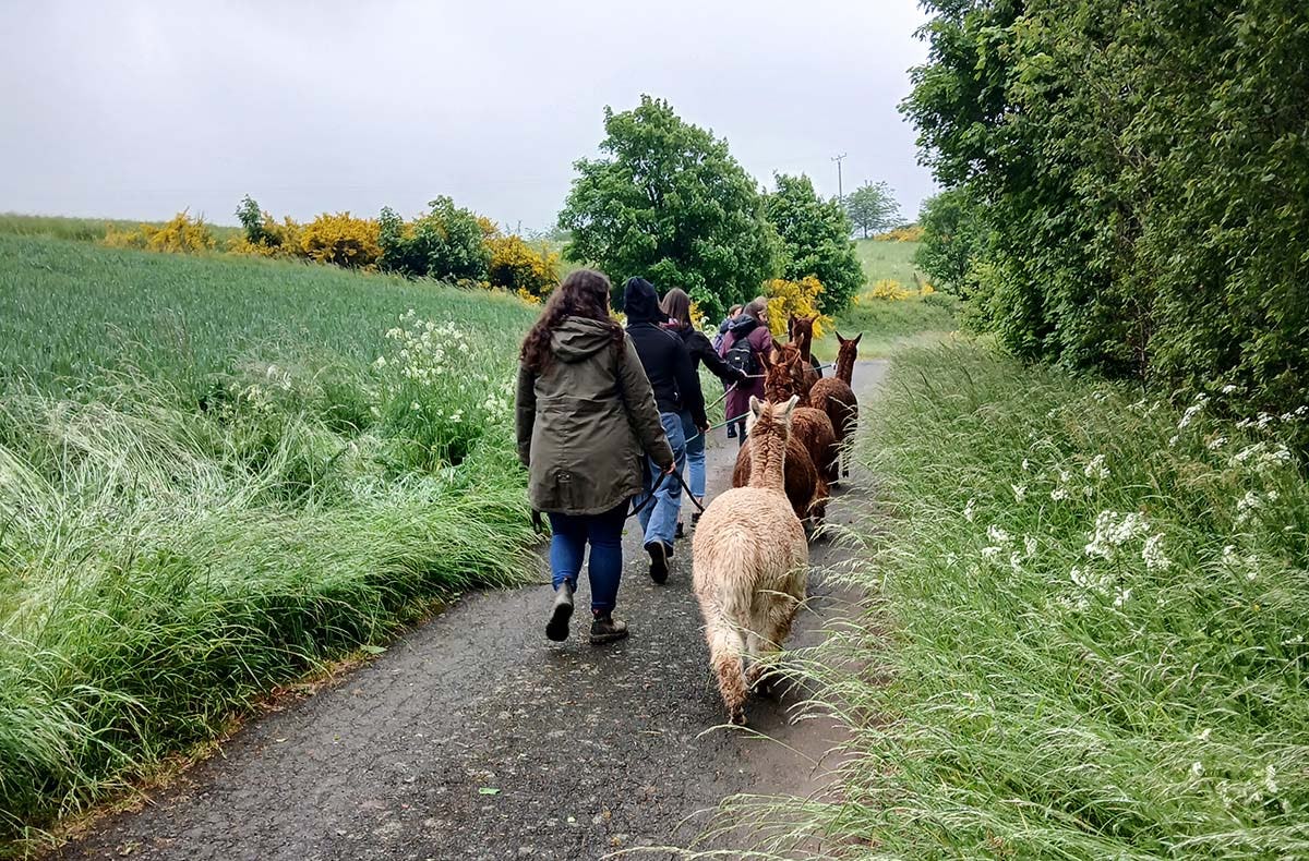 Alpakawanderung für 2 Plütscheid (2 Std.)
