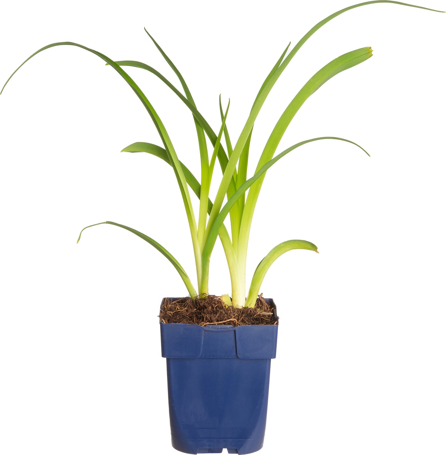 Daglelie (Hemerocallis 'Mauna Loa') D 9 H 15 cm