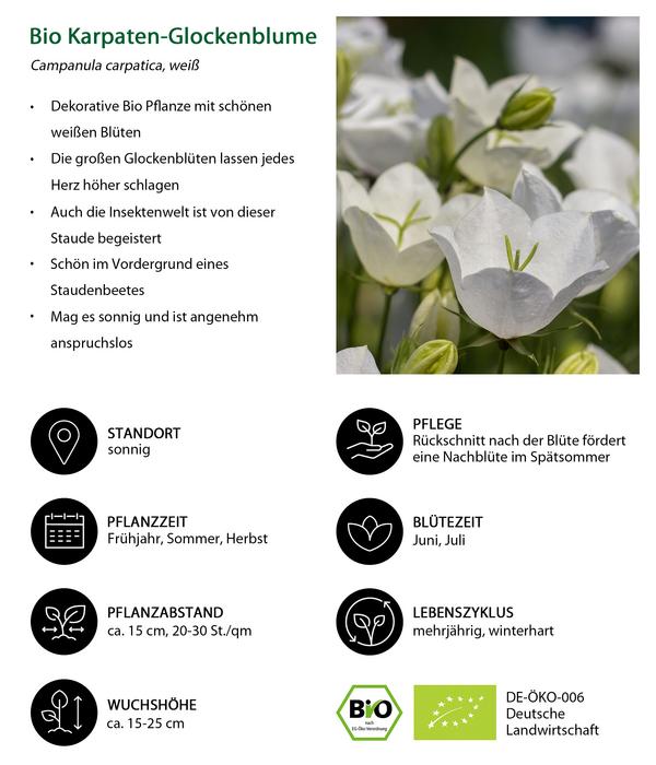 Bio Karpaten-Glockenblume, weiß