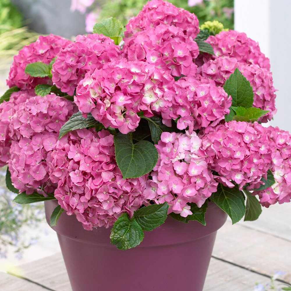 3x hydrangea macrophylla mix – hortensia – arbuste - rustique – ⌀10.5 cm - ↕20-25 cm