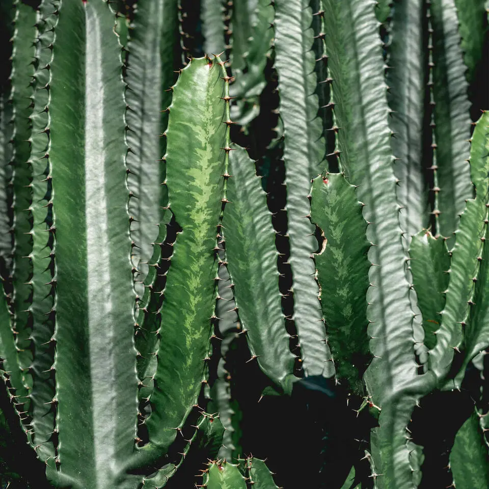 Cowboycactus - Euphorbia ingens - Hoogte 50-60cm - ⌀17cm
