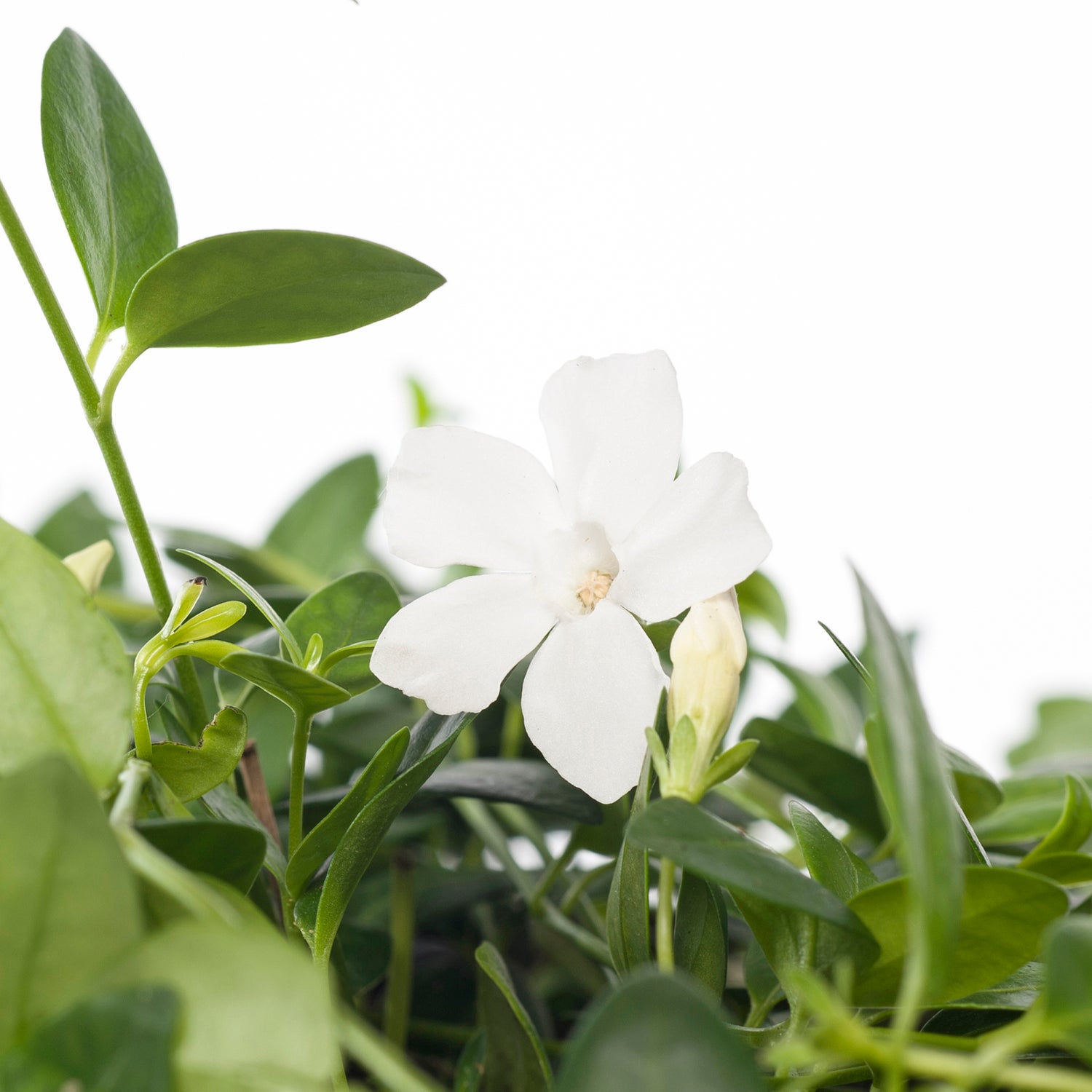 Kleine Maagdenpalm (Vinca minor 'Gertrude Jekyll') D 9 H 10 cm