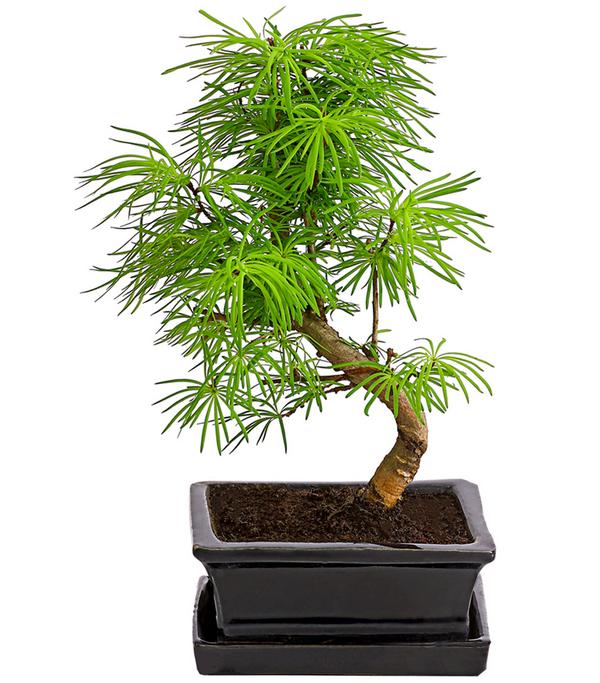 Outdoor-Bonsai Goldlärche - Pseudolarix