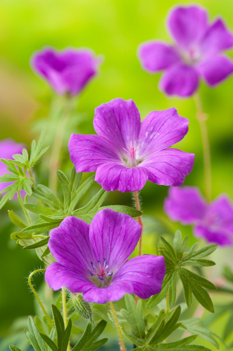Ooievaarsbek (Geranium sanguineum) D 11 H 10 cm