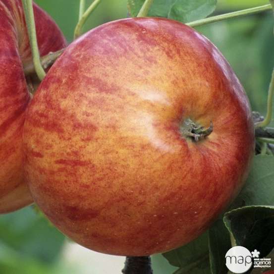 Pommier Reine des Reinettes : gobelet 3 ans d'âge ctr 12 litres