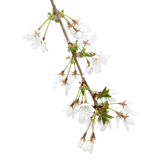 Prunus 'Snow Fountains' : pot 7L