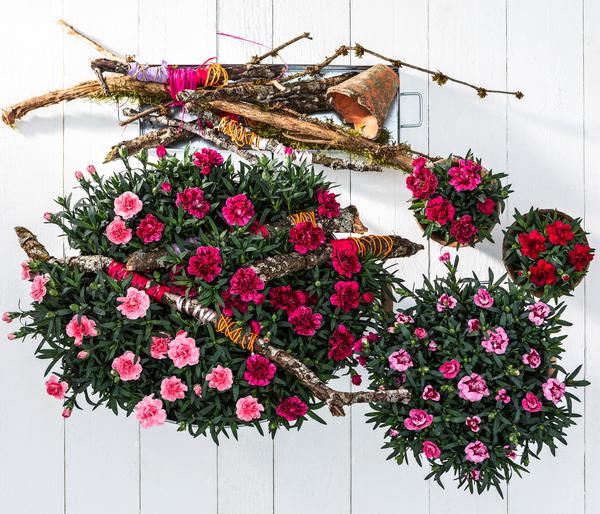 Garten-Nelke, verschiedene Farben