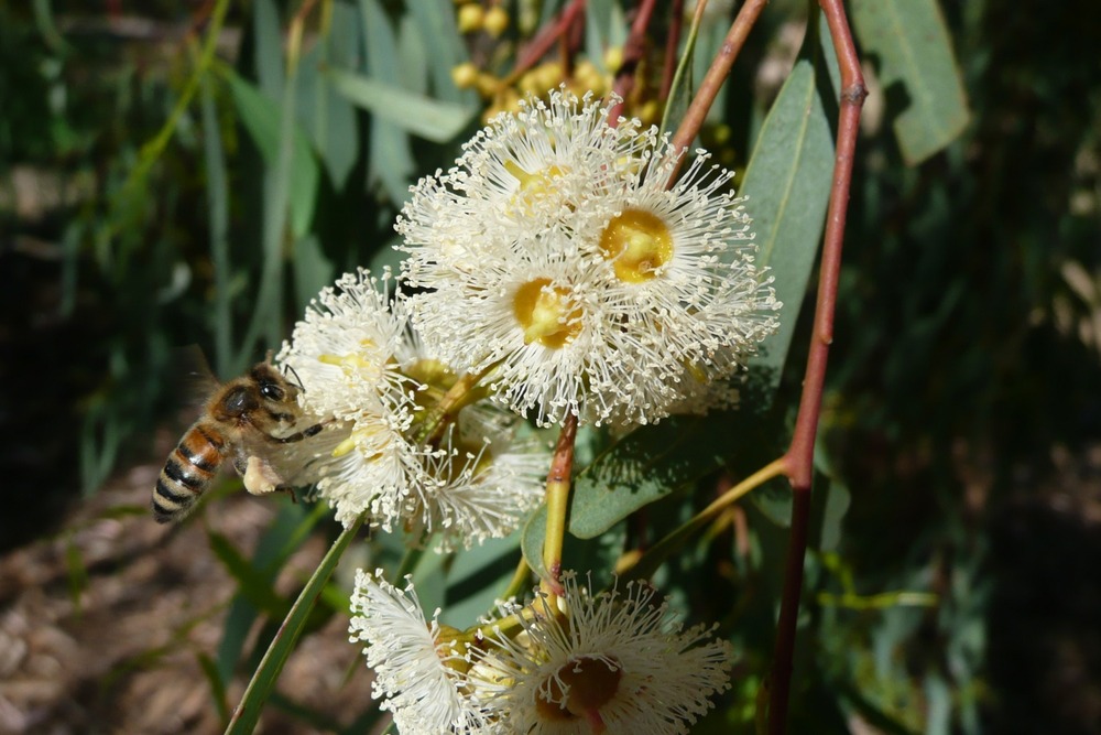 Gommier des rivières - 200 graines - avec substrat - eucalyptus camaldulensis