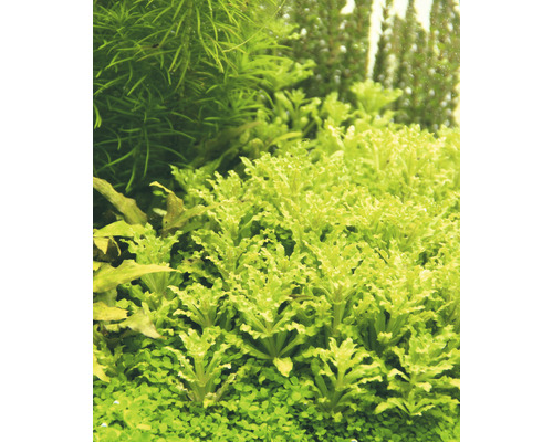 Kleine Waterster - Pogostemon helferi