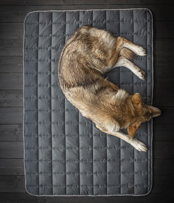 Dehner Wild Nature Hundedecke Blanket,