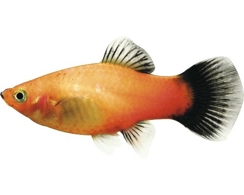 Vis Platy Mix rood - Xiphophorus maculatus