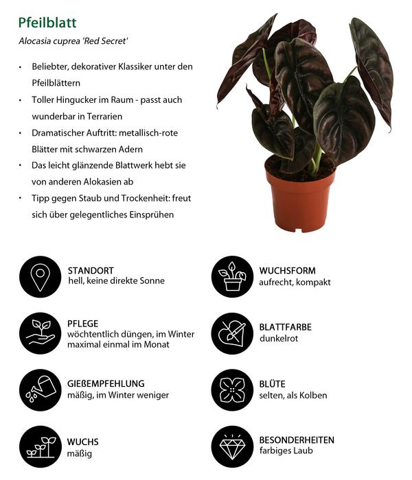 Zimmerpflanzen-Set Dream Team, 4-teilig