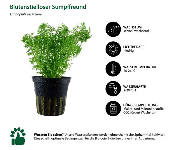 Dehner Aqua Aquarienpflanzen-Set