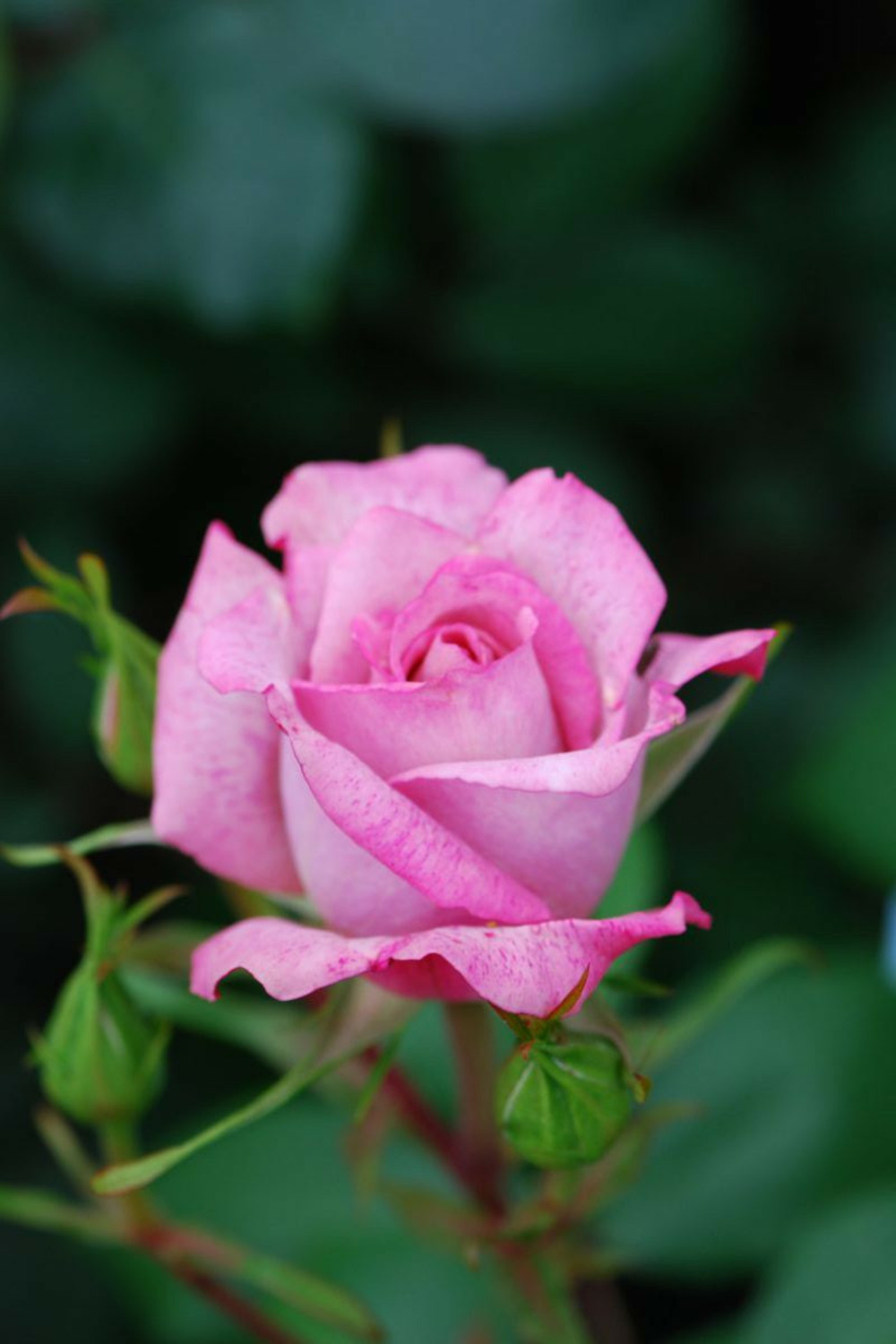 Rosier 'lyon lumières' - 5l