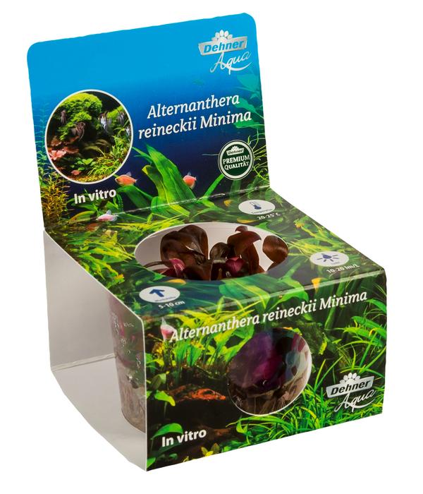 Dehner Aqua Premium Mini-Papageienblatt In