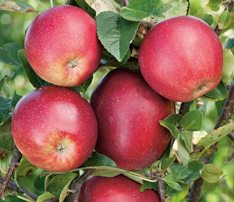 Malus domestica 'Summerred' Eple 'Summerred' Geneva 202® Høyde 150-200 cm
