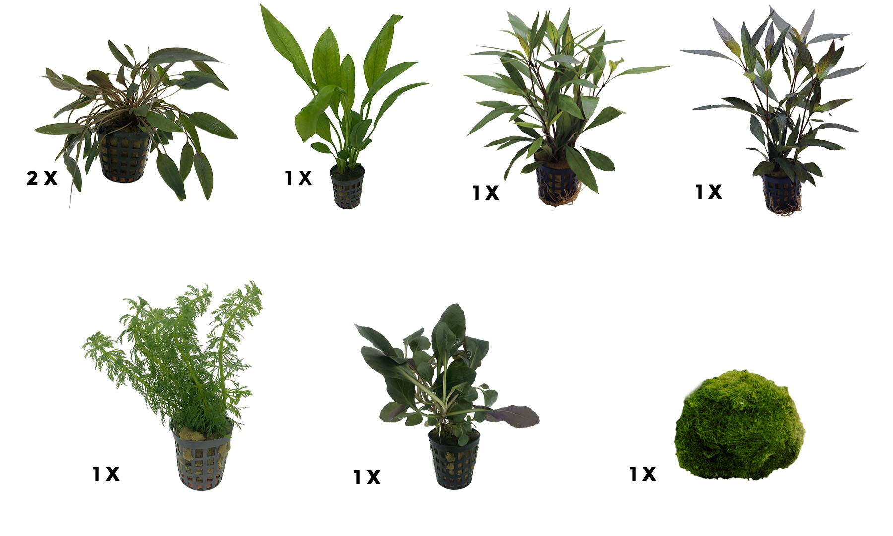 AquastoreXL Plantenpakket Medium 2 | Aquariumplanten
