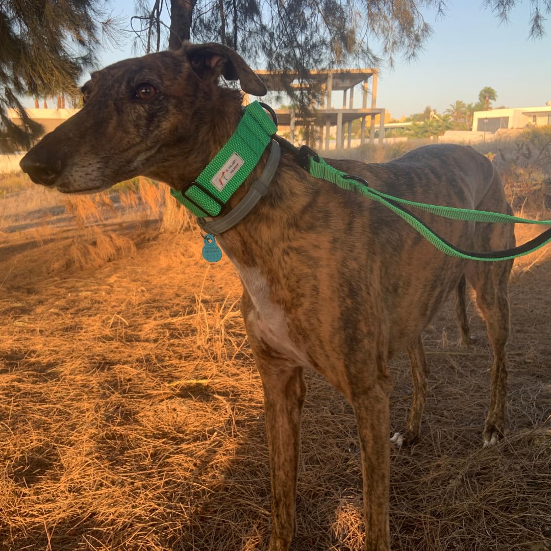 EGV - Coleira Martingale. Coleira artesanal para galgo, fabricada na Espanha (Verde)