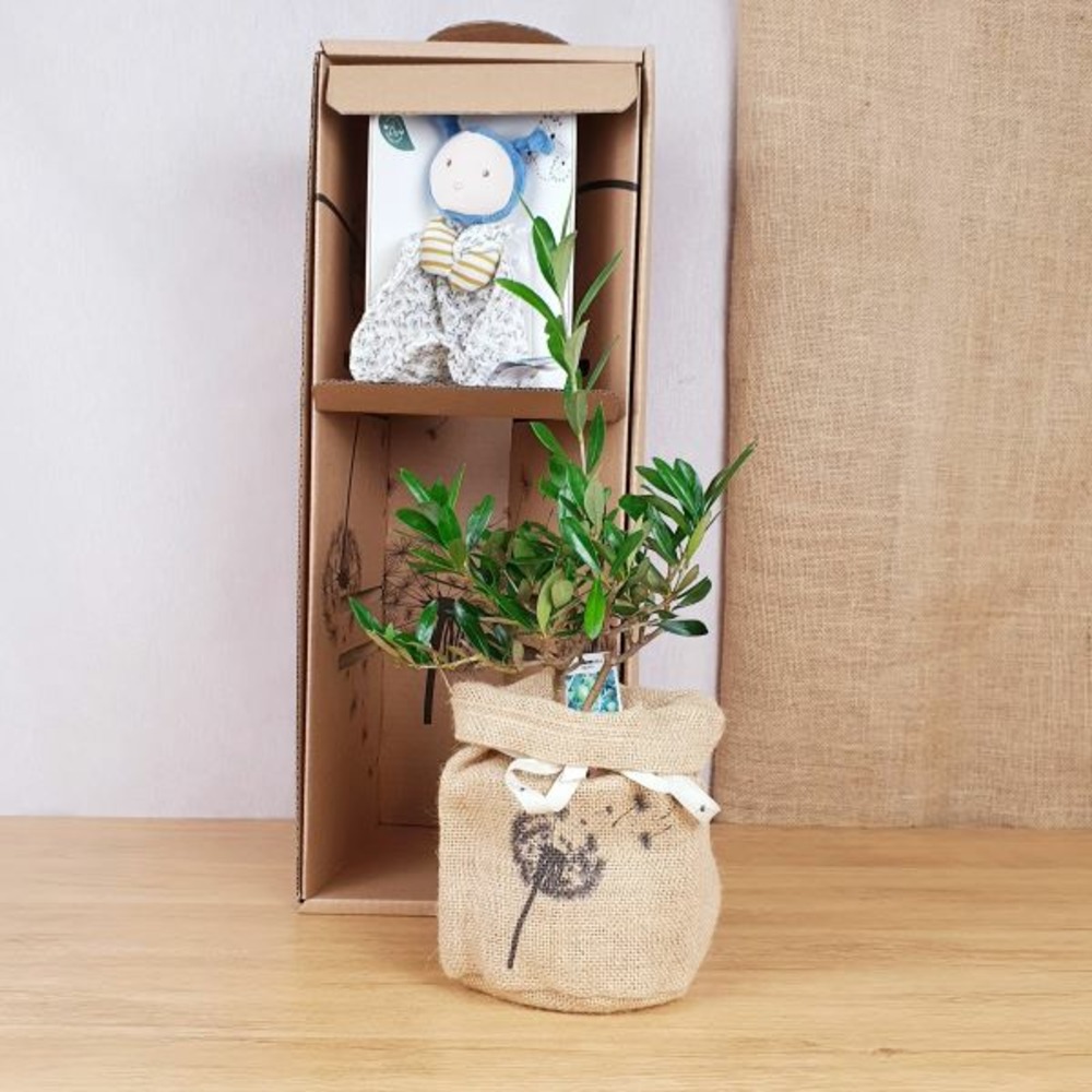 Coffret arbre de naissance, l'olivier et doudou abeille bio