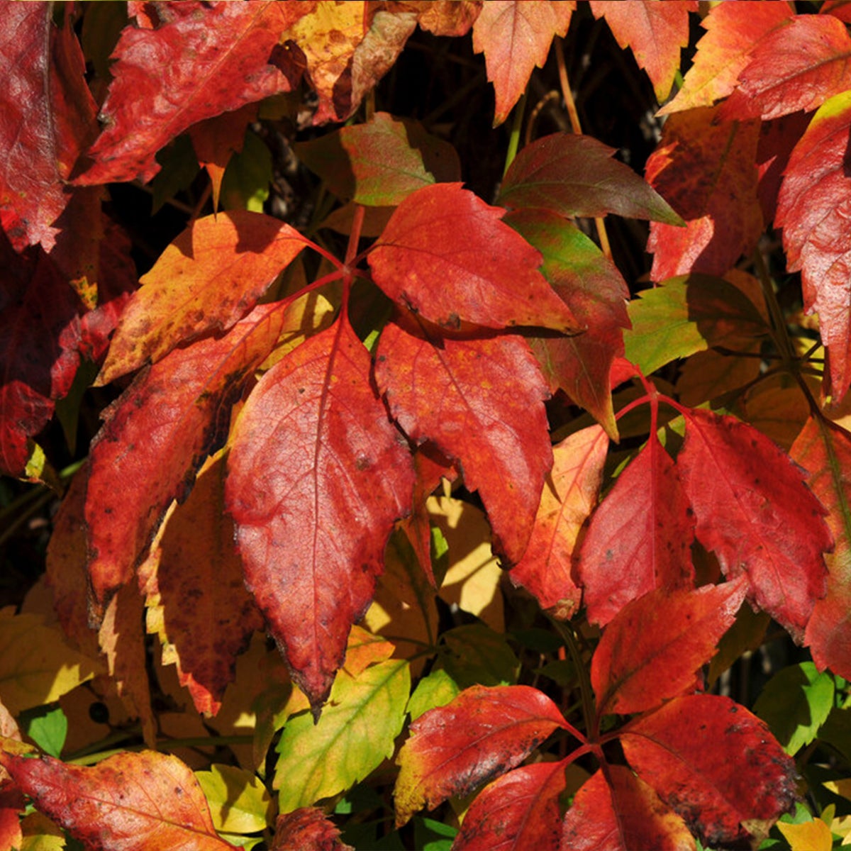 Bloomique – Parthenocissus Quinquefolia Engelmannii – Wilde klimplant – Klimplanten – Tuinplanten – Winterhard – Potmaat 15 cm – 70–80 cm hoog