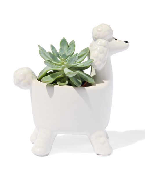 mini pot de fleurs caniche