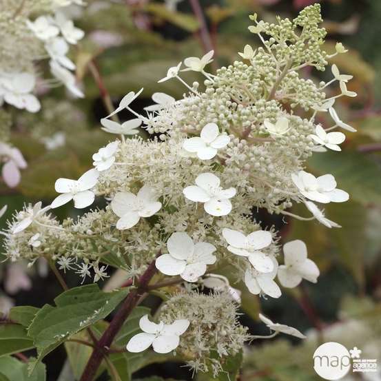 Hydrangea panniculata 'Silver Dollar' : C10L