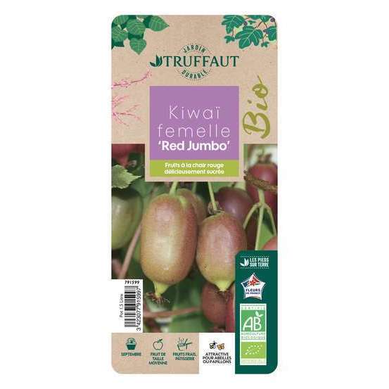Kiwaï 'Red Jumbo' femelle bio : pot de 1,5 litres