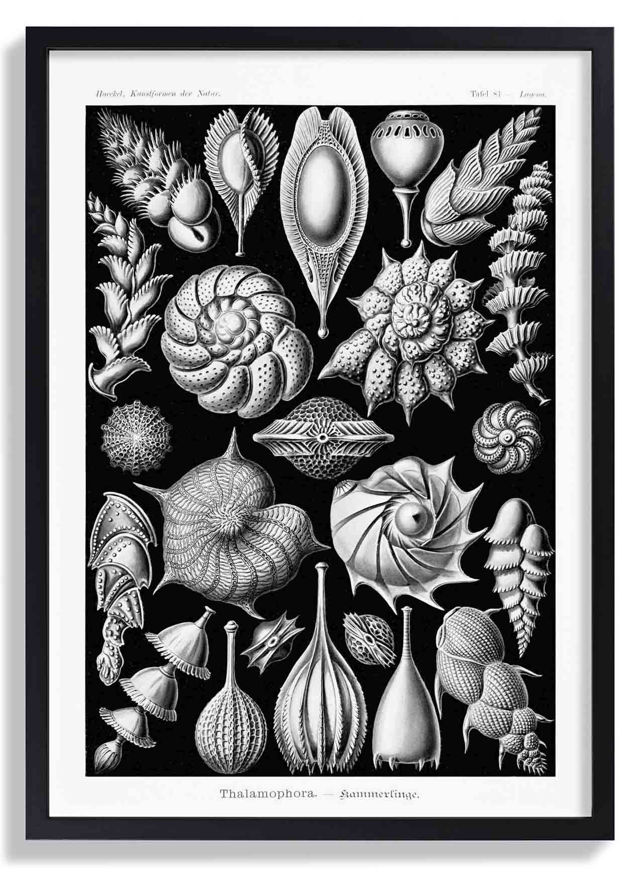 Talamophora von Ernst Haeckel