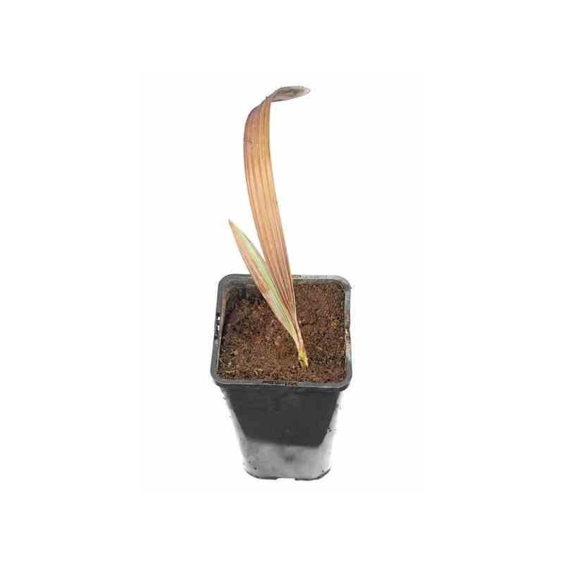Bismarckia nobilis (palmier de bismarck) jaune - taille pot de 1 litre ? 15/30 cm