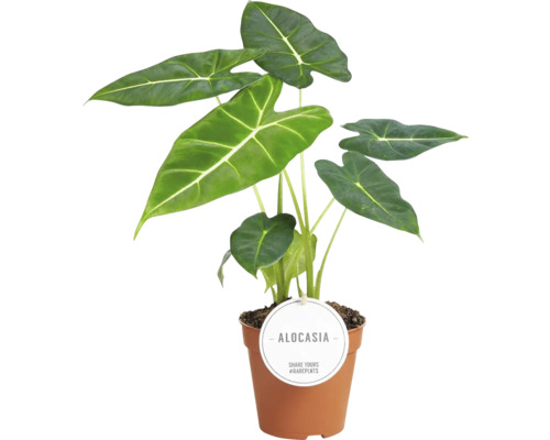 Alocasia Frydek FloraSelf H ca. 30 cm Ø 12 cm pot